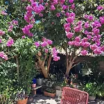 Apartman Old Town Oasis House
