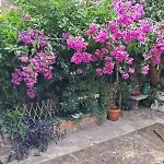 Old Town Oasis House Daire Dubrovnik